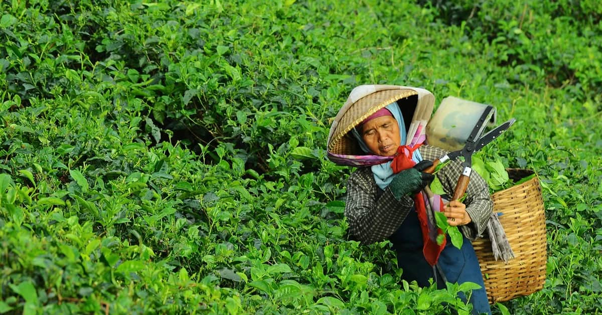 ​ថ្វាយ​ដល់​ព្រះ​អម្ចាស់