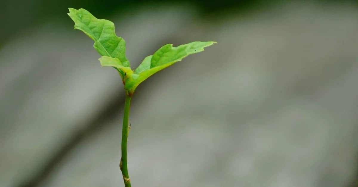 ជំនឿនិង​ព្រះ​បន្ទូល