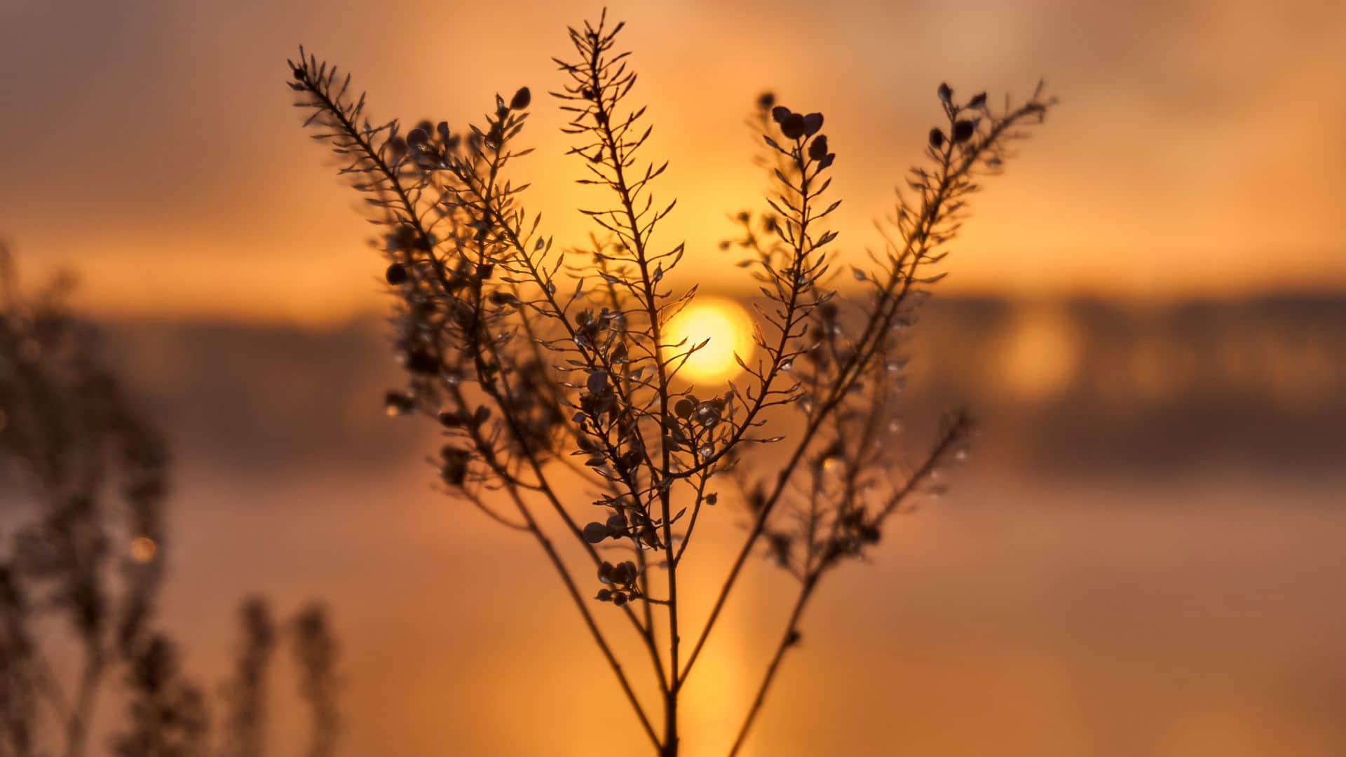 ​លោក​អ្នក​ឃើញ