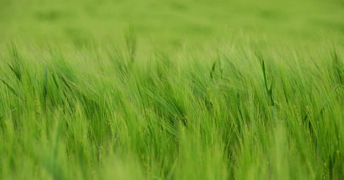 ព្រះ​យេហូវ៉ា​ទ្រង់​ល្អ
