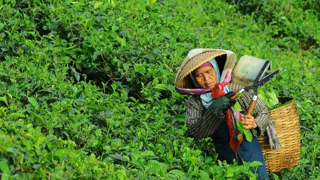 ​ថ្វាយ​ដល់​ព្រះ​អម្ចាស់