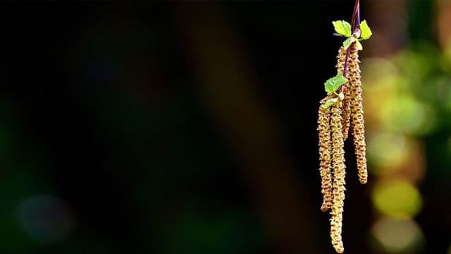ប្រកាស​
