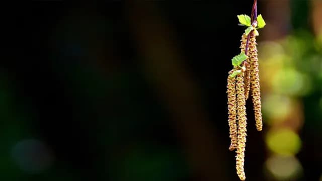 ប្រកាស​