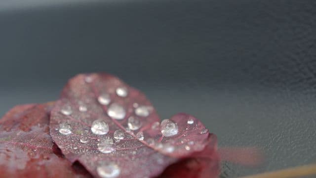 ចេញ​ជា​បរិសុទ្ធ