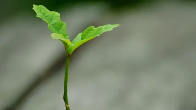 ជំនឿនិង​ព្រះ​បន្ទូល