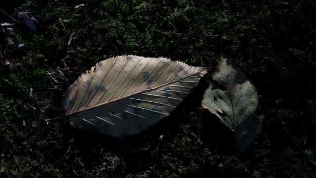 ​ផ្ដល់​សេរី​ភាព