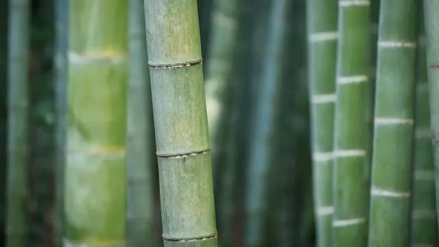 ​កោតខ្លាច