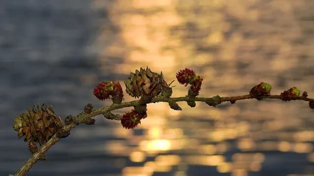 កុំ​ឲ្យ​ច្រណែន