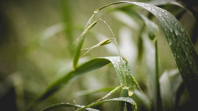 យើង​មិន​អាច​ស្រឡាញ់