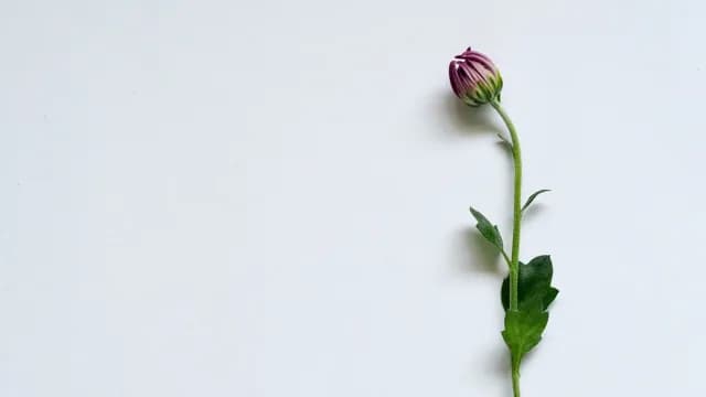 ទម្លាប់​ប្រចាំ​ថ្ងៃ
