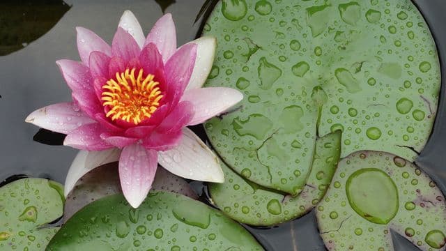 អំណរ​អរ