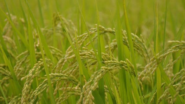 ព្រះ​គុណ