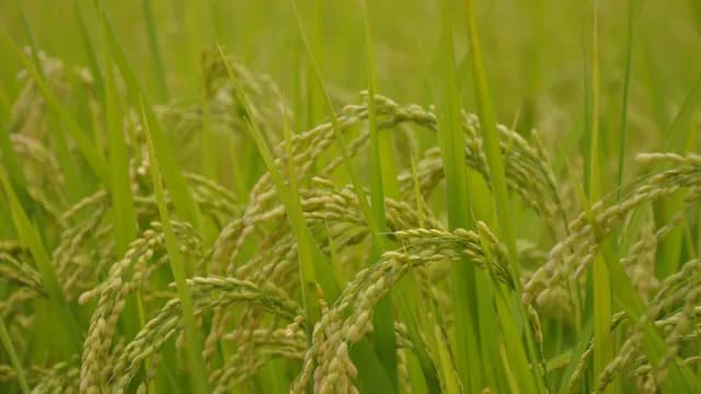 ព្រះគុណ
