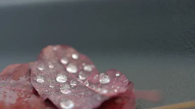 ចេញជាបរិសុទ្ធ