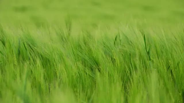 ααααβααα αΌαααΆβαααααβααα’