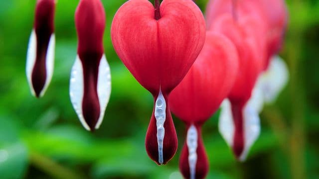 គំរូ