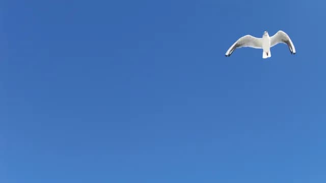 ភាពបរិសុទ្ធ