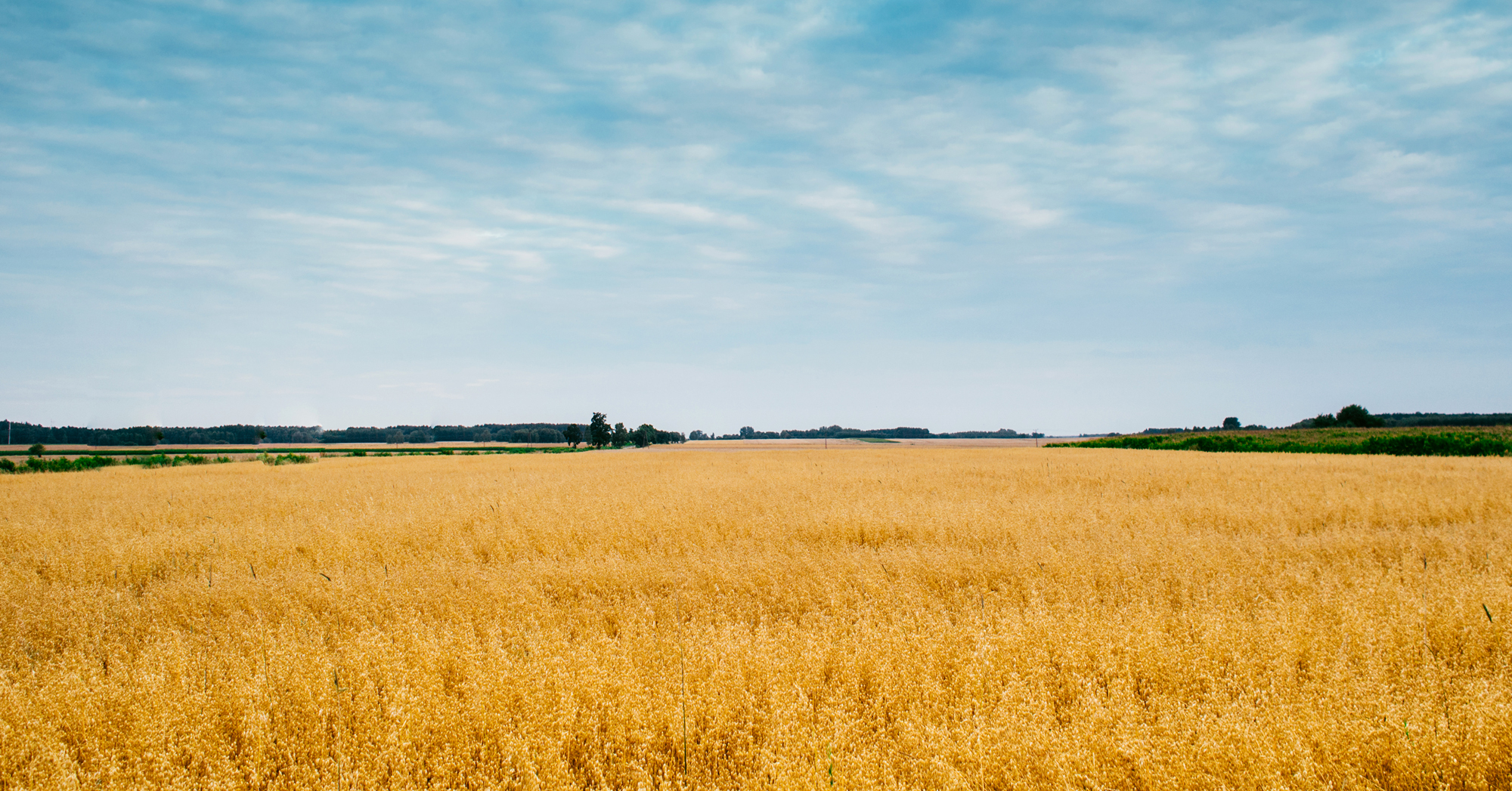 Пшеничное поле и лес